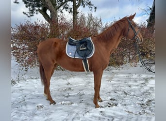 Koń badeńsko-wirtemberski, Klacz, 11 lat, 165 cm, Kasztanowata