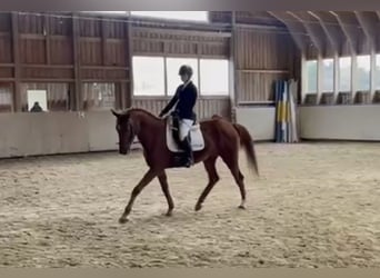 Koń badeńsko-wirtemberski, Klacz, 11 lat, 165 cm, Kasztanowata