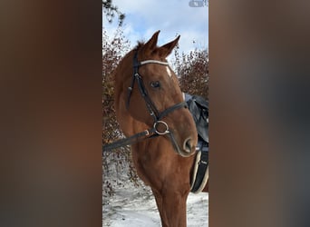 Koń badeńsko-wirtemberski, Klacz, 11 lat, 165 cm, Kasztanowata