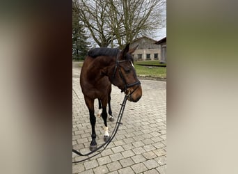 Koń badeńsko-wirtemberski, Klacz, 11 lat, 173 cm, Gniada