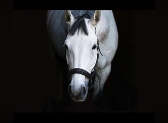 Koń badeńsko-wirtemberski, Klacz, 12 lat, 172 cm, Siwa w hreczce