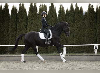 Koń badeńsko-wirtemberski, Klacz, 12 lat, 174 cm, Kara