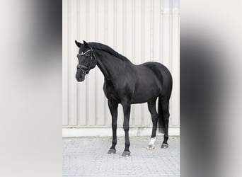Koń badeńsko-wirtemberski, Klacz, 12 lat, 174 cm, Kara