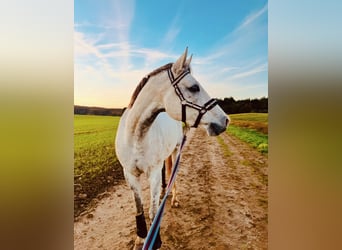 Koń badeńsko-wirtemberski, Klacz, 13 lat, 160 cm, Siwa