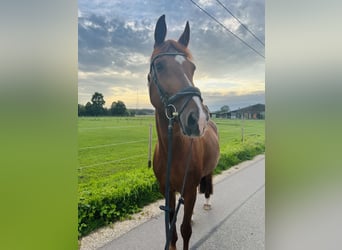 Koń badeńsko-wirtemberski, Klacz, 13 lat, 165 cm, Kasztanowata