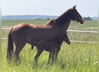 Koń badeńsko-wirtemberski, Klacz, 13 lat, 165 cm, Kasztanowata
