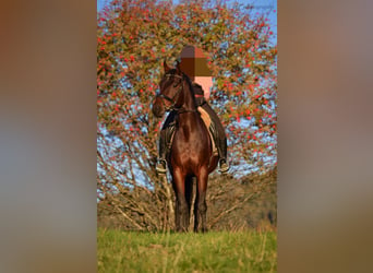 Koń badeńsko-wirtemberski, Klacz, 14 lat, 163 cm, Gniada