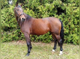 Koń badeńsko-wirtemberski, Klacz, 14 lat, 165 cm, Gniada