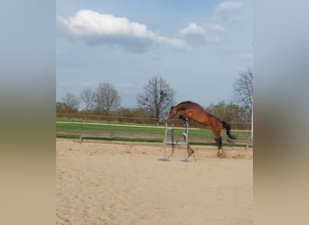 Koń badeńsko-wirtemberski, Klacz, 15 lat, 168 cm, Gniada