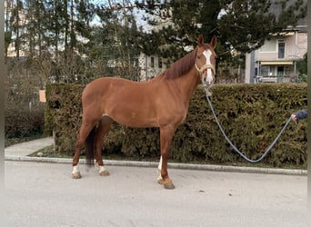 Koń badeńsko-wirtemberski, Klacz, 16 lat, 163 cm, Kasztanowata