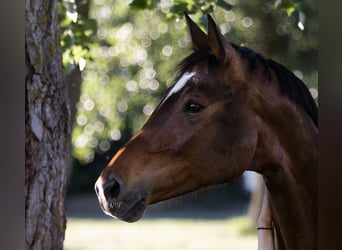 Koń badeńsko-wirtemberski, Klacz, 16 lat, 164 cm, Ciemnogniada