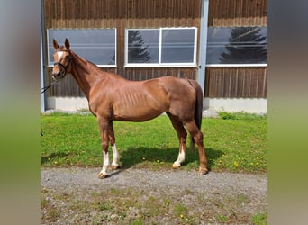 Koń badeńsko-wirtemberski, Klacz, 16 lat, 169 cm, Kasztanowata