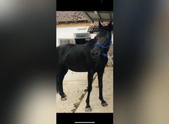Koń badeńsko-wirtemberski, Klacz, 27 lat, 160 cm, Kara