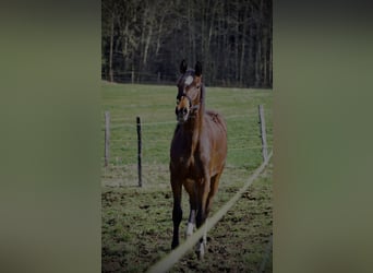 Koń badeńsko-wirtemberski, Klacz, 2 lat, 160 cm, Ciemnogniada
