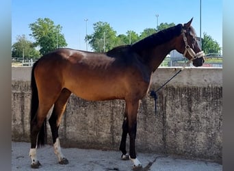Koń badeńsko-wirtemberski, Klacz, 4 lat, 168 cm