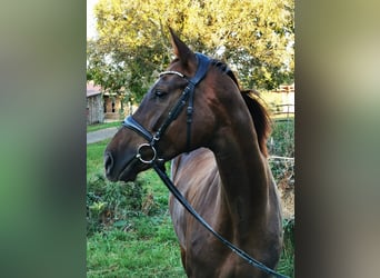 Koń badeńsko-wirtemberski, Klacz, 4 lat, 170 cm, Ciemnokasztanowata