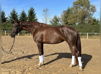 Koń badeńsko-wirtemberski, Klacz, 4 lat, 170 cm, Ciemnokasztanowata