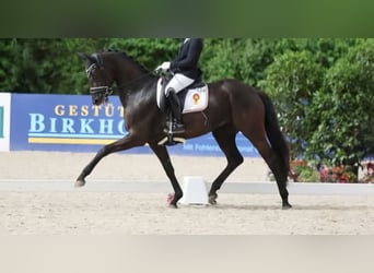 Koń badeńsko-wirtemberski, Klacz, 5 lat, 165 cm, Kara