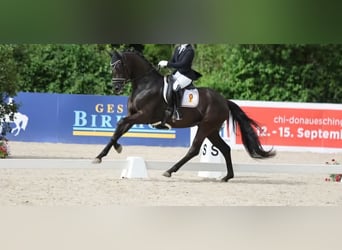 Koń badeńsko-wirtemberski, Klacz, 5 lat, 165 cm, Kara