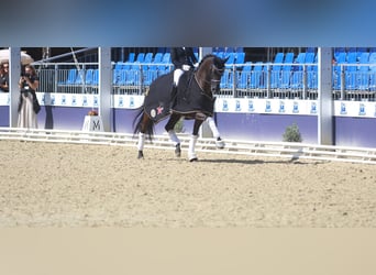 Koń badeńsko-wirtemberski, Klacz, 5 lat, 165 cm, Kara