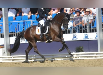 Koń badeńsko-wirtemberski, Klacz, 5 lat, 165 cm, Kara