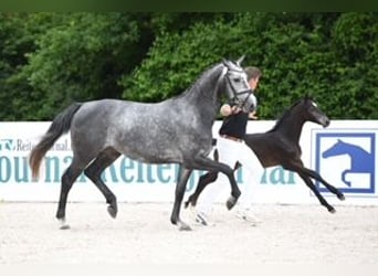 Koń badeńsko-wirtemberski, Klacz, 5 lat, 166 cm, Siwa