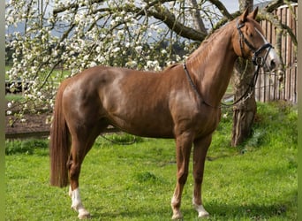 Koń badeńsko-wirtemberski, Klacz, 5 lat, 168 cm, Ciemnokasztanowata