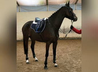 Koń badeńsko-wirtemberski, Klacz, 5 lat, 168 cm, Gniada