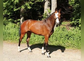 Koń badeńsko-wirtemberski, Klacz, 5 lat, 170 cm, Gniada