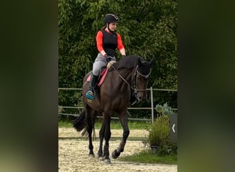 Koń badeńsko-wirtemberski, Klacz, 5 lat, 170 cm, Gniada