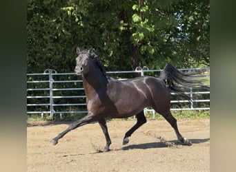 Koń badeńsko-wirtemberski, Klacz, 6 lat, 163 cm, Kara