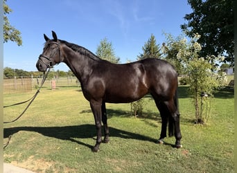 Koń badeńsko-wirtemberski, Klacz, 6 lat, 163 cm, Kara