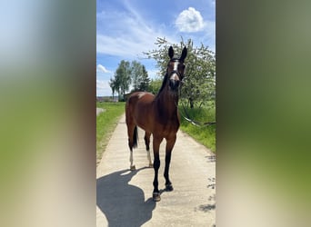 Koń badeńsko-wirtemberski, Klacz, 6 lat, 167 cm, Gniada