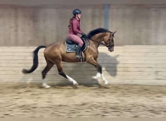 Koń badeńsko-wirtemberski, Klacz, 6 lat, 167 cm, Gniada