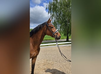 Koń badeńsko-wirtemberski, Klacz, 6 lat, 173 cm, Gniada