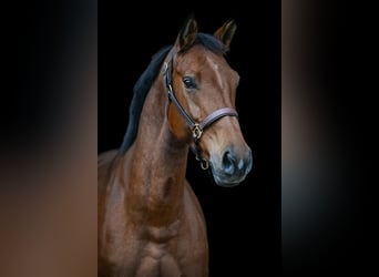 Koń badeńsko-wirtemberski, Klacz, 7 lat, 167 cm, Gniada