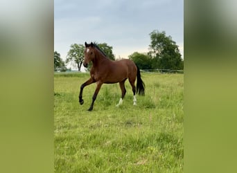 Koń badeńsko-wirtemberski, Klacz, 8 lat, 164 cm, Gniada