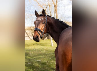 Koń badeńsko-wirtemberski, Ogier, 3 lat, 170 cm, Gniada