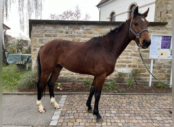 Koń badeńsko-wirtemberski, Ogier, 4 lat, 163 cm, Gniada