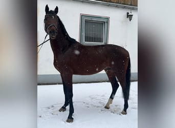 Koń badeńsko-wirtemberski, Ogier, 4 lat, Gniada