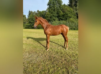 Koń badeńsko-wirtemberski, Ogier, Źrebak (04/2025), 135 cm, Kasztanowata