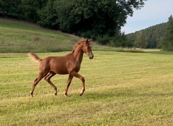 Koń badeńsko-wirtemberski, Ogier, Źrebak (04/2025), 172 cm, Kasztanowata