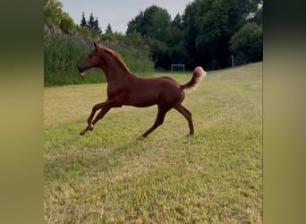 Koń badeńsko-wirtemberski, Ogier, Źrebak (04/2025), 172 cm, Kasztanowata