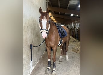 Koń badeńsko-wirtemberski, Wałach, 14 lat, 170 cm, Ciemnokasztanowata