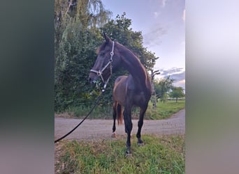 Koń badeńsko-wirtemberski, Wałach, 22 lat, 173 cm, Ciemnogniada