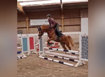 Koń badeńsko-wirtemberski, Wałach, 4 lat, 160 cm, Kasztanowata