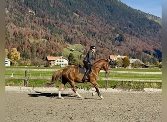 Koń badeńsko-wirtemberski, Wałach, 4 lat, 165 cm, Kasztanowata