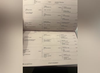 Koń badeńsko-wirtemberski, Wałach, 4 lat, 170 cm, Gniada