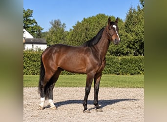 Koń badeńsko-wirtemberski, Wałach, 4 lat, 176 cm, Ciemnogniada