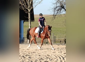 Koń badeńsko-wirtemberski, Wałach, 5 lat, 162 cm, Gniada